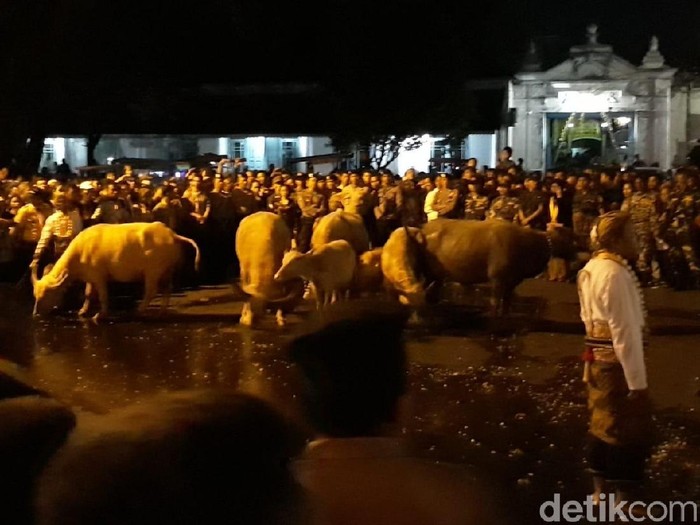 Kirab kerbau bule di malam 1 Suro, Solo, Selasa (11/9/2018).