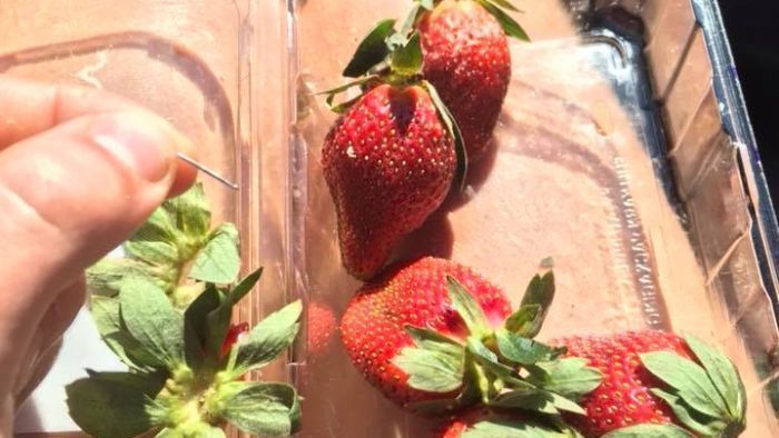 Temuan Jarum Jahit Dalam Buah Stroberi Kemasan Dari Supermarket