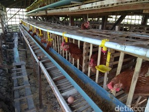 Peternak Ayam di Lamongan Menjerit Imbas Harga Pakan Melambung