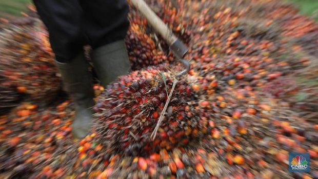 Panen tandan buah segar kelapa sawit di kebun Cimulang, Candali, Bogor, Jawa Barat. Kamis (13/9). Kebun Kelapa Sawit di Kawasan ini memiliki luas 1013 hektare dari Puluhan Blok perkebunan. Setiap harinya dari pagi hingga siang para pekerja panen tandan dari satu blok perkebunan. Siang hari Puluhan ton kelapa sawit ini diangkut dipabrik dikawasan Cimulang. Menurut data Kementeria Pertanian, secara nasional terdapat 14,03 juta hektare lahan sawit di Indonesia, dengan luasan sawit rakyat 5,61 juta hektare. Minyak kelapa sawit (CPO) masih menjadi komoditas ekspor terbesar Indonesia dengan volume ekspor 2017 sebesar 33,52 juta ton.