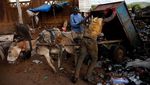 Foto: Keledai Unik Pengangkut Sampah dari Afrika