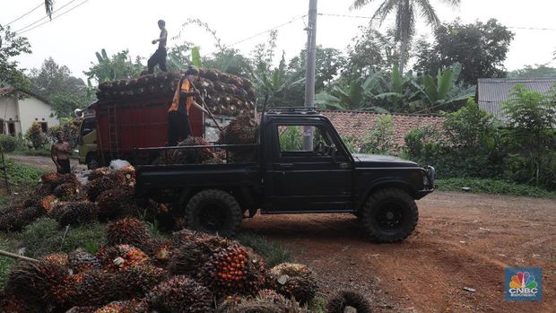 Panen tandan buah segar kelapa sawit di kebun Cimulang, Candali, Bogor, Jawa Barat. Kamis (13/9). Kebun Kelapa Sawit di Kawasan ini memiliki luas 1013 hektare dari Puluhan Blok perkebunan. Setiap harinya dari pagi hingga siang para pekerja panen tandan dari satu blok perkebunan. Siang hari Puluhan ton kelapa sawit ini diangkut dipabrik dikawasan Cimulang. Menurut data Kementeria Pertanian, secara nasional terdapat 14,03 juta hektare lahan sawit di Indonesia, dengan luasan sawit rakyat 5,61 juta hektare. Minyak kelapa sawit (CPO) masih menjadi komoditas ekspor terbesar Indonesia dengan volume ekspor 2017 sebesar 33,52 juta ton.