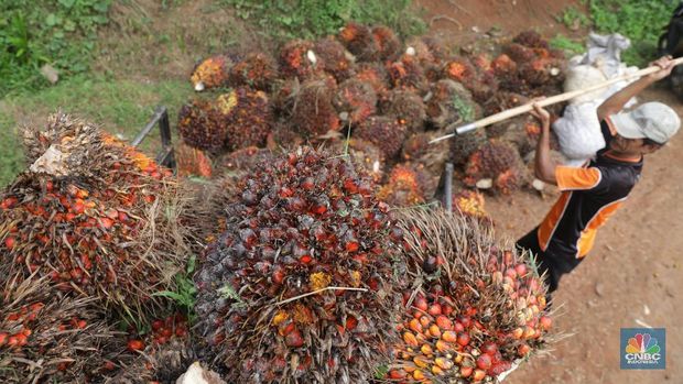 Panen tandan buah segar kelapa sawit di kebun Cimulang, Candali, Bogor, Jawa Barat. Kamis (13/9). Kebun Kelapa Sawit di Kawasan ini memiliki luas 1013 hektare dari Puluhan Blok perkebunan. Setiap harinya dari pagi hingga siang para pekerja panen tandan dari satu blok perkebunan. Siang hari Puluhan ton kelapa sawit ini diangkut dipabrik dikawasan Cimulang. Menurut data Kementeria Pertanian, secara nasional terdapat 14,03 juta hektare lahan sawit di Indonesia, dengan luasan sawit rakyat 5,61 juta hektare. Minyak kelapa sawit (CPO) masih menjadi komoditas ekspor terbesar Indonesia dengan volume ekspor 2017 sebesar 33,52 juta ton. (CNBC Indonesia/Muhammad Sabki)