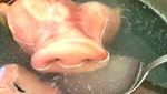 Daging Monyet hingga Kelelawar Rebus, Ini 10 Foto Masakan yang Bikin Mual