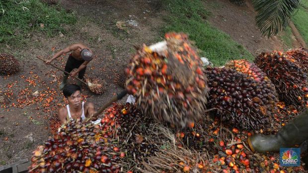 Panen tandan buah segar kelapa sawit di kebun Cimulang, Candali, Bogor, Jawa Barat. Kamis (13/9). Kebun Kelapa Sawit di Kawasan ini memiliki luas 1013 hektare dari Puluhan Blok perkebunan. Setiap harinya dari pagi hingga siang para pekerja panen tandan dari satu blok perkebunan. Siang hari Puluhan ton kelapa sawit ini diangkut dipabrik dikawasan Cimulang. Menurut data Kementeria Pertanian, secara nasional terdapat 14,03 juta hektare lahan sawit di Indonesia, dengan luasan sawit rakyat 5,61 juta hektare. Minyak kelapa sawit (CPO) masih menjadi komoditas ekspor terbesar Indonesia dengan volume ekspor 2017 sebesar 33,52 juta ton.