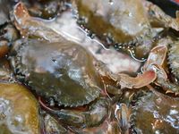 Ini Tiga Cara Memilih Kepiting Segar Agar Jadi Sajian Enak