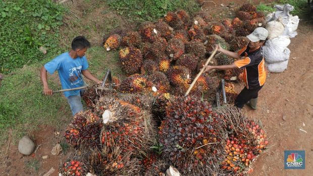 Panen tandan buah segar kelapa sawit di kebun Cimulang, Candali, Bogor, Jawa Barat. Kamis (13/9). Kebun Kelapa Sawit di Kawasan ini memiliki luas 1013 hektare dari Puluhan Blok perkebunan. Setiap harinya dari pagi hingga siang para pekerja panen tandan dari satu blok perkebunan. Siang hari Puluhan ton kelapa sawit ini diangkut dipabrik dikawasan Cimulang. Menurut data Kementeria Pertanian, secara nasional terdapat 14,03 juta hektare lahan sawit di Indonesia, dengan luasan sawit rakyat 5,61 juta hektare. Minyak kelapa sawit (CPO) masih menjadi komoditas ekspor terbesar Indonesia dengan volume ekspor 2017 sebesar 33,52 juta ton. (CNBC Indonesia/Muhammad Sabki)
