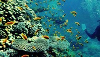 Alica juga menyempatkan diri untuk mencoba diving pertama kali di Koh Samui (alicasmd/Instagram)