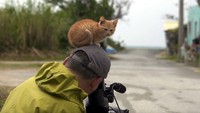 Foto: Seekor anak kucing dengan polosnya duduk di atas kepala Mitsuaki Iwago, seorang fotografer yang sedang membuat video dokumenter di Pulau Okinawa, Jepang. Mau marah tapi gemas. (Youtube/@lagrangialala)