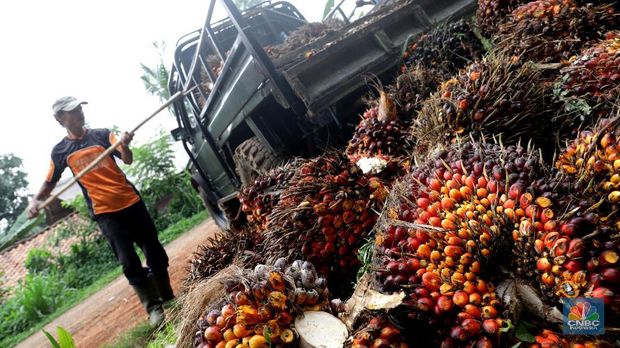 Panen tandan buah segar kelapa sawit di kebun Cimulang, Candali, Bogor, Jawa Barat. Kamis (13/9). Kebun Kelapa Sawit di Kawasan ini memiliki luas 1013 hektare dari Puluhan Blok perkebunan. Setiap harinya dari pagi hingga siang para pekerja panen tandan dari satu blok perkebunan. Siang hari Puluhan ton kelapa sawit ini diangkut dipabrik dikawasan Cimulang. Menurut data Kementeria Pertanian, secara nasional terdapat 14,03 juta hektare lahan sawit di Indonesia, dengan luasan sawit rakyat 5,61 juta hektare. Minyak kelapa sawit (CPO) masih menjadi komoditas ekspor terbesar Indonesia dengan volume ekspor 2017 sebesar 33,52 juta ton. (CNBC Indonesia/Muhammad Sabki)