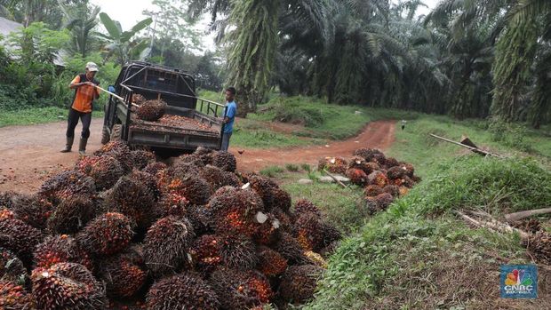 Panen tandan buah segar kelapa sawit di kebun Cimulang, Candali, Bogor, Jawa Barat. Kamis (13/9). Kebun Kelapa Sawit di Kawasan ini memiliki luas 1013 hektare dari Puluhan Blok perkebunan. Setiap harinya dari pagi hingga siang para pekerja panen tandan dari satu blok perkebunan. Siang hari Puluhan ton kelapa sawit ini diangkut dipabrik dikawasan Cimulang. Menurut data Kementeria Pertanian, secara nasional terdapat 14,03 juta hektare lahan sawit di Indonesia, dengan luasan sawit rakyat 5,61 juta hektare. Minyak kelapa sawit (CPO) masih menjadi komoditas ekspor terbesar Indonesia dengan volume ekspor 2017 sebesar 33,52 juta ton.