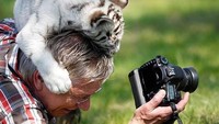 Foto:  Kalau ini, ada anak harimau putih malah ngajak main si fotografer. Lihat sampai kepala si fotografer diuwel-uwel si anak harimau. (Twitter/@polychromantium)