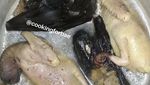 Daging Monyet hingga Kelelawar Rebus, Ini 10 Foto Masakan yang Bikin Mual