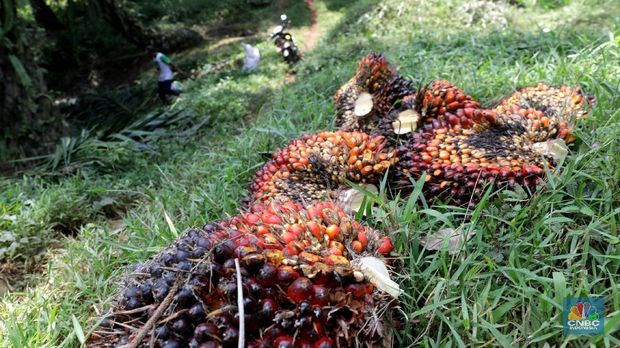 Panen tandan buah segar kelapa sawit di kebun Cimulang, Candali, Bogor, Jawa Barat. Kamis (13/9). Kebun Kelapa Sawit di Kawasan ini memiliki luas 1013 hektare dari Puluhan Blok perkebunan. Setiap harinya dari pagi hingga siang para pekerja panen tandan dari satu blok perkebunan. Siang hari Puluhan ton kelapa sawit ini diangkut dipabrik dikawasan Cimulang. Menurut data Kementeria Pertanian, secara nasional terdapat 14,03 juta hektare lahan sawit di Indonesia, dengan luasan sawit rakyat 5,61 juta hektare. Minyak kelapa sawit (CPO) masih menjadi komoditas ekspor terbesar Indonesia dengan volume ekspor 2017 sebesar 33,52 juta ton. (CNBC Indonesia/Muhammad Sabki)