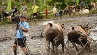 Foto: Fotografer ini terlalu asyik berburu foto acara Pacu Jawi di Indonesia, sampai hampir diseruduk sapi. Beruntung nggak kenapa-kenapa ya (Robertus Pudyanto/Getty Images)
