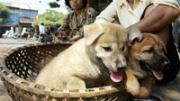 Hii..! Video Anjing Dipanggang Hidup-hidup di China Ini Dikecam Keras