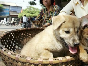 Surat Edaran Kementan: Daging Anjing Bukan Pangan