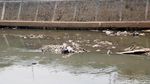 Gubernur Anies Akan Benahi Sungai Ciliwung Seperti Seoul