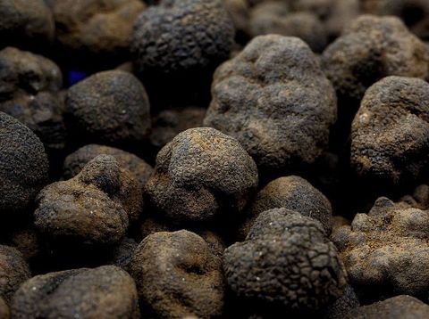 Jamur truffle yang berbentuk seperti gumpalan hitam. Jamur ini memiliki aroma yang kuat.