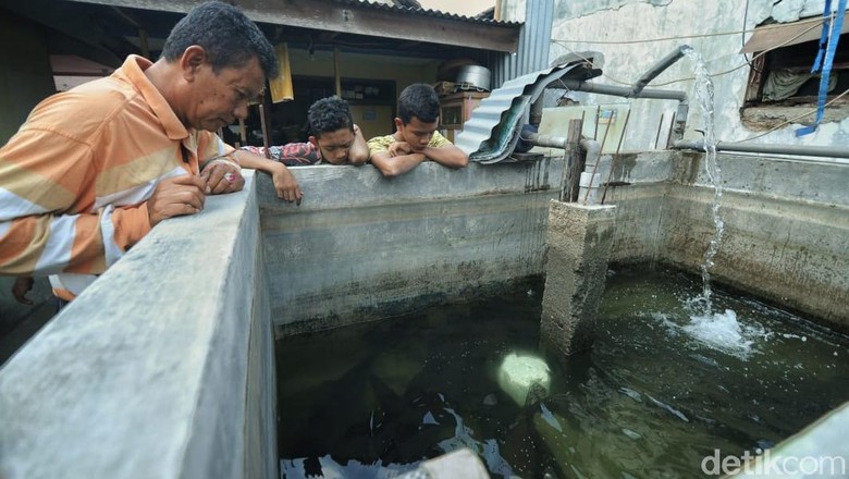 Takut Sanksi, Pria Ini Serahkan 17 Ikan Aligatornya ke Pemerintah Takut Sanksi, Pria Ini Serahkan 17 Ikan Aligatornya ke Pemerintah