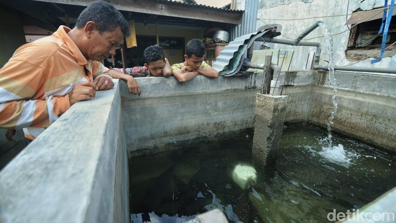 Takut Sanksi, Pria Ini Serahkan 17 Ikan Aligatornya ke Pemerintah