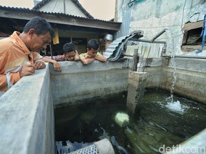 Takut Sanksi, Pria Ini Serahkan 17 Ikan Aligatornya ke Pemerintah