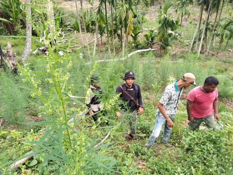 4 Sindikat Pengedar Ganja Ditangkap, 1 Hektare Ladang Dimusnahkan 4 Sindikat Pengedar Ganja Ditangkap, 1 Hektare Ladang Dimusnahkan