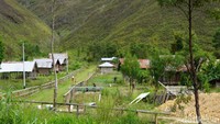 Hijau dan menenangkan melihat Kampung Kostera. Berada di kaki Bukit Kobrey, rumah-rumah di kampung ini dipagari kayu dan terlihat rapi dari kejauhan (Masaul/detikTravel)