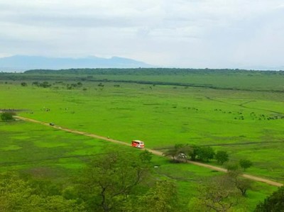 Saat Africa Van Java Sedang Hijau Saat Africa Van Java Sedang Hijau