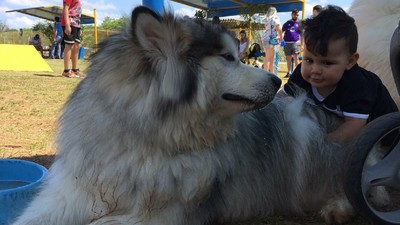 Bikin Gemas! Ekspresi Bocah Saat Bersama Anjing Alaskan Malamute