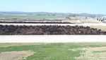 Yuk, Lihat Peternakan Sapi Hitam Terbesar Dunia di Australia!