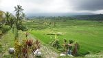 Subak di Jatiluwih yang Tak Sekadar Indah