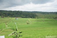 10 Wisata Sawah, Cocok untuk Ngabuburit