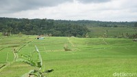 Para pengunjung yang hadir bakal disuguhi pemandangan terasering persawahan yang memukau.  Hijaunya padi di sawah juga menyegarkan mata (Aditya Mardiastuti/detikTravel)