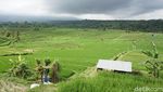 Potret Kemeriahan Festival Jatiluwih yang Pukau Turis