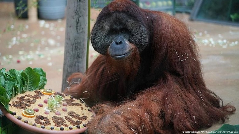 Orangutan Terakhir di Jerman Pindah ke New Orleans Orangutan Terakhir di Jerman Pindah ke New Orleans