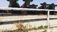 Ada dua jenis daging yang diproduksi di Rangers Valley yaitu Black Angus dan Wagyu. Keduanya datang dari sapi-sapi yang diternakkan secara alami dan tidak digemukkan paksa dalam waktu singkat. Foto: Instagram @aafit
