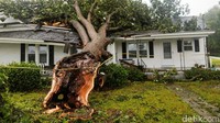 Sebuah pohon tumbang menimpa rumah di North Carolina, Jumat (14/9) waktu setempat. REUTERS/Eduardo Munoz.