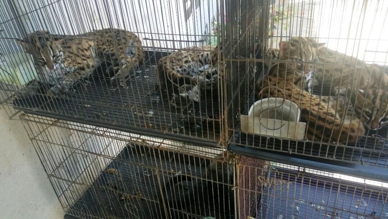 Polisi Gagalkan Penjualan 4 Kucing Hutan di Kalbar Polisi Gagalkan Penjualan 4 Kucing Hutan di Kalbar