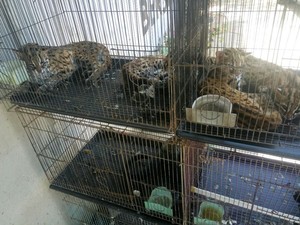 Polisi Gagalkan Penjualan 4 Kucing Hutan di Kalbar