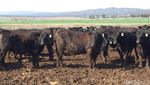 Yuk, Lihat Peternakan Sapi Hitam Terbesar Dunia di Australia!