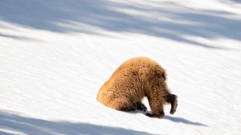 Pemenang nanti akan diumumkan di Inggris pada tanggal 15 November. Foto: Comedy Wildlife Photogaphy
