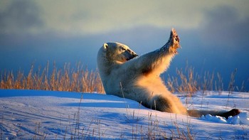 Selamat jalan. Foto: Comedy Wildlife Photogaphy