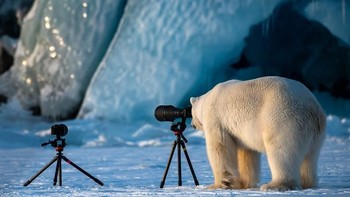 Comedy Wildlife ini Photography Awards diadakan sejak tahun 2015 oleh yayasan Born Free Foundation yang berbasis di Inggris. Tampak seekor beruang kutub menjadi fotogafer. Foto: Comedy Wildlife Photogaphy