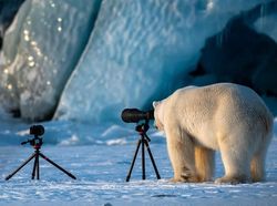 Deretan Finalis Foto Komedi Hewan Bikin Terpingkal