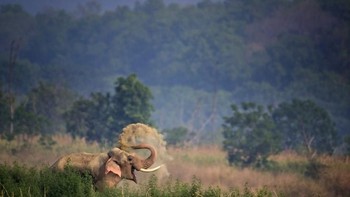 Gajah tersenyum gembira. Foto: Comedy Wildlife Photogaphy