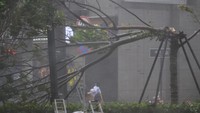 Penampakan sebuah pohon tumbang di jalanan Kota Shenzhen (Foto: Dok. REUTERS/Jason Lee)