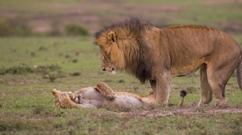 Sang singa tergelepar seperti sedang sakit kepala. Foto: Comedy Wildlife Photogaphy