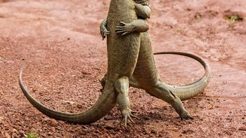 Kadal berpelukan. Foto: Comedy Wildlife Photogaphy