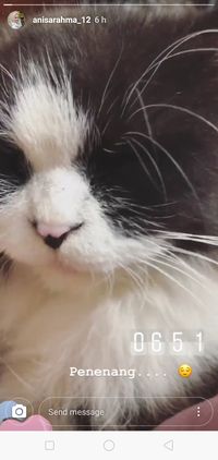 Jelang Ijab Kabul, Anisa Rahma Jadikan Kucing Penenang